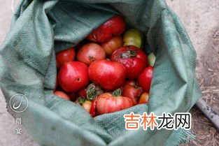 芒果和番茄能一起吃吗,小番茄和芒果能一起吃吗
