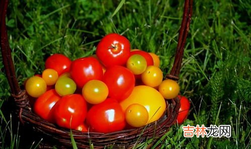 芒果和番茄能一起吃吗,小番茄和芒果能一起吃吗