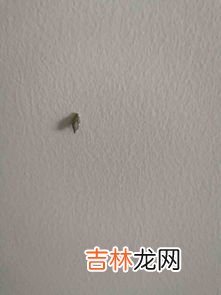 墙上的白色粉末是什么东西,墙上的白色粉末是硝吗?