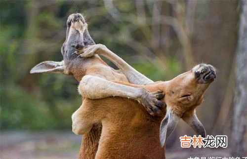 袋鼠的生活习惯是什么,袋鼠的生活习性和特点?