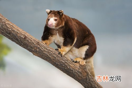 袋鼠的生活习惯是什么,袋鼠的生活习性和特点?