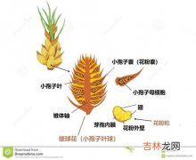 玉米是被子植物吗,玉米是被子植物吗?