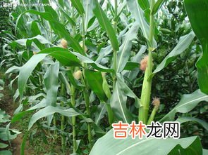 玉米是被子植物吗,玉米是被子植物吗?