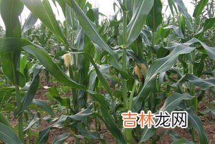 玉米是被子植物吗,玉米是被子植物吗?