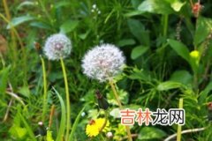 蒲公英可以生吃吗,你知道蒲公英的正确吃法吗？