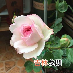 月季为什么不开花,月季不开花怎么回事？