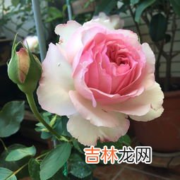 月季为什么不开花,月季不开花怎么回事？