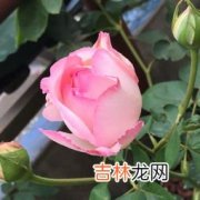 月季为什么不开花,月季不开花怎么回事？