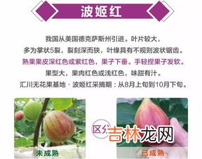 无花果汁液的作用,无花果汁液能治什么病？