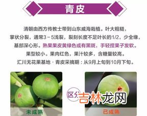 无花果汁液的作用,无花果汁液能治什么病？