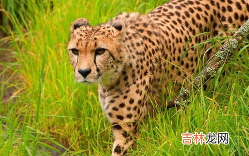 人类是哺乳动物吗为什么,人是哺乳动物吗