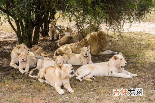 人类是哺乳动物吗为什么,人是哺乳动物吗