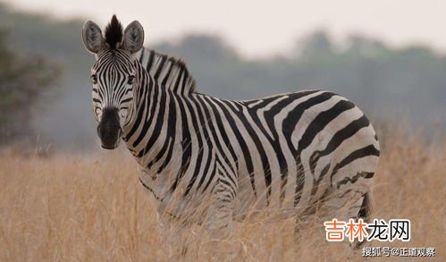 人类是哺乳动物吗为什么,人是哺乳动物吗