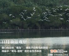 厦门为何叫鹭岛,厦门为什么叫鹭岛？