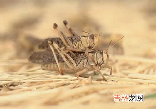 蚱蜢和蝗虫的有什么不同,蚱蜢和蝗虫的区别