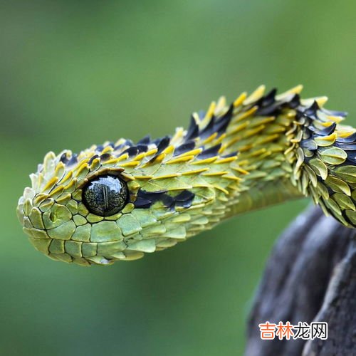 蛇是不是变温动物,蛇是恒温动物还是变温动物