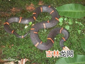 蛇是不是变温动物,蛇是恒温动物还是变温动物