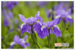 鸢尾花怎么读,尾花鸢怎么念