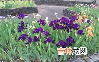 鸢尾花怎么读,尾花鸢怎么念