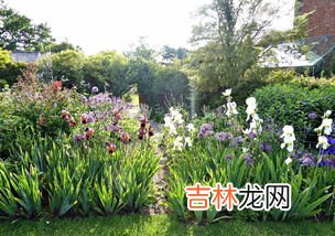 鸢尾花怎么读,尾花鸢怎么念