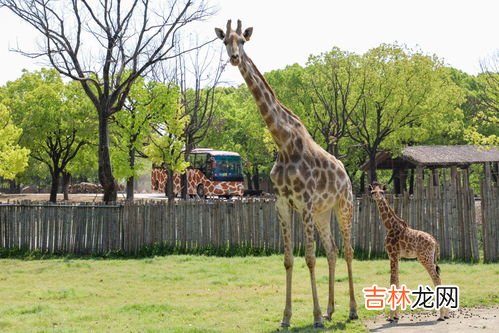 长颈鹿生活在哪个地方,长颈鹿一般都生活在什么地方