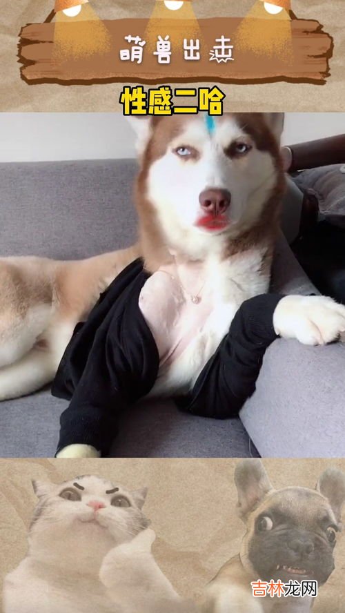 你是真的狗指的是什么梗,你真狗是什么意思 网络语你真狗是什么意思