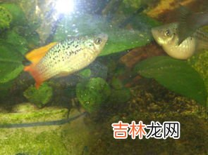 鱼是胎生的还是卵生的,鱼是卵生的吗