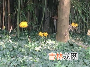 石蒜和彼岸花的区别,石蒜喜欢湿润的生长环境，石蒜花和彼岸花的区别是什么？