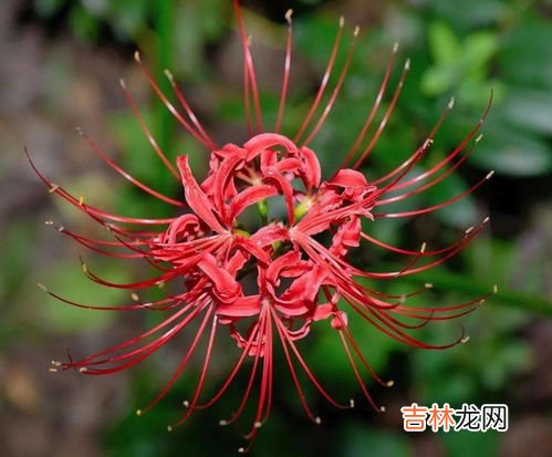 石蒜和彼岸花的区别,石蒜喜欢湿润的生长环境，石蒜花和彼岸花的区别是什么？