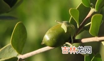 荷荷巴油冬天凝固了怎么办,玫瑰精油冬天凝固正常吗?