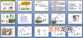 生物的分类有哪些,生物分类包括哪几个层次?