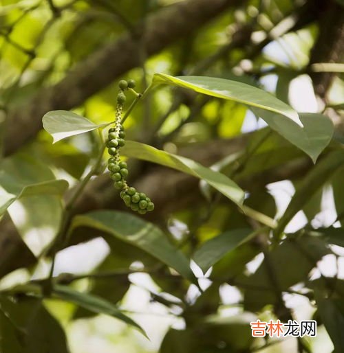 花椒籽能吃吗,花椒籽能吃吗