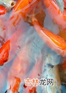 锦鲫鱼和锦鲤的区别有哪些,锦鲫和锦鲤哪个好养，可以混养吗