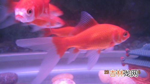 锦鲫鱼和锦鲤的区别有哪些,锦鲫和锦鲤哪个好养，可以混养吗