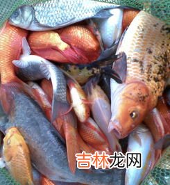 锦鲫鱼和锦鲤的区别有哪些,锦鲫和锦鲤哪个好养，可以混养吗