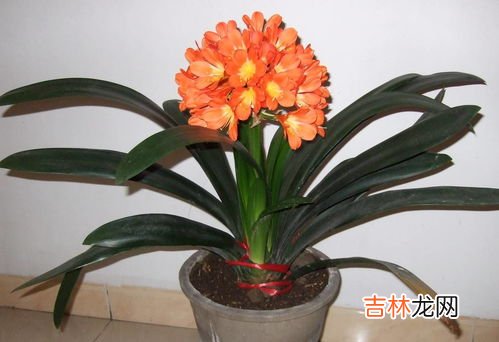 如何养殖君子兰,君子兰怎么养殖