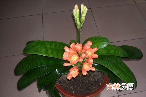 如何养殖君子兰,君子兰怎么养殖
