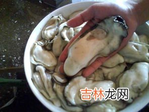 生蚝跟海蛎子的区别有什么,海蛎子和生蚝的区别