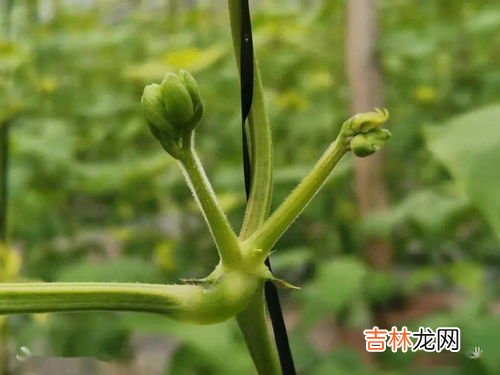 芸豆开花到成熟多少天,芸豆从种到收多少天