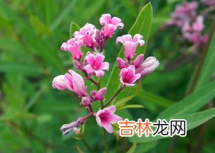 戈宝红麻怎么样,罗布麻茶哪个牌子好