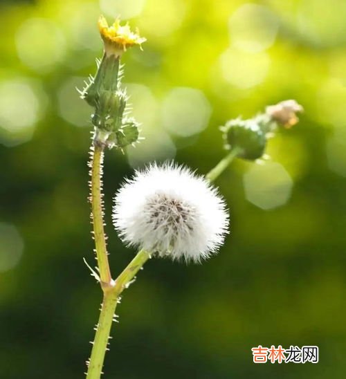 蒲公英的特点,蒲公英有什么特点