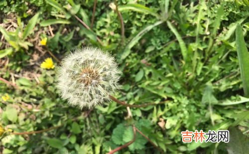 蒲公英的特点,蒲公英有什么特点