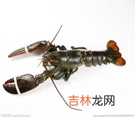 波士顿龙虾在淡水里能活多久,波士顿龙虾寿命 波士顿龙虾寿命是多少年