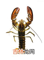 波士顿龙虾在淡水里能活多久,波士顿龙虾寿命 波士顿龙虾寿命是多少年