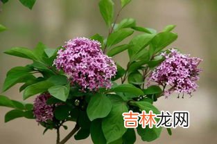 如何养殖丁香,丁香花的养花过程