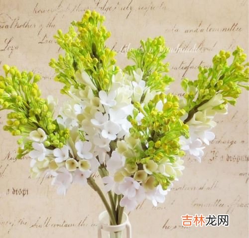 如何养殖丁香,丁香花的养花过程