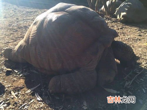 鳄鱼属于两栖动物吗,鳄鱼是两栖动物吗?