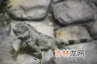 鳄鱼属于两栖动物吗,鳄鱼是两栖动物吗?