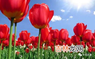 郁金香球茎有什么作用,球根花卉的主要用途有哪些