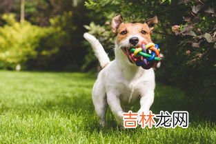 狗狗吃草是什么原因,狗吃草是什么原因?